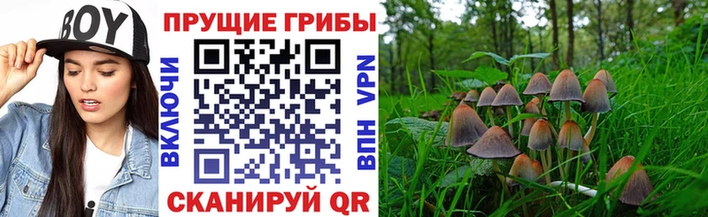 Галлюциногенные грибы Cubensis  дарк нет состав  Свирск  ссылка на мегу вход 